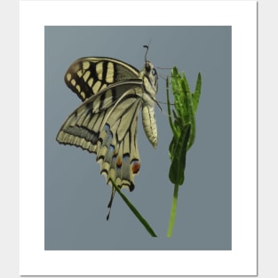 Scarce Swallowtail Butterfly Vector Art Posters and Art